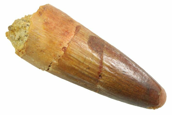 Juvenile Fossil Spinosaurus Tooth - Real Dinosaur Tooth #354823